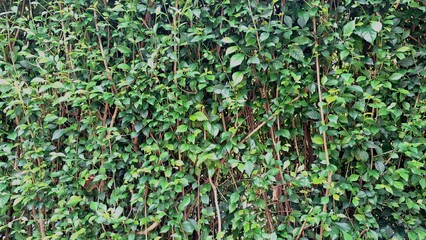 Detailed close-up of vibrant green Acalypha Siamensis hedge leaves (no people), offering a lush natural decorative backdrop and serving as a beautiful living fence	