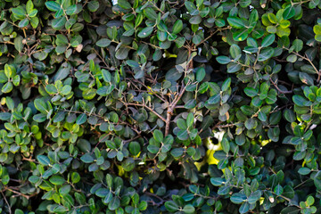 Green leaves pattern background, showcasing natural design with vibrant foliage creating fresh and...