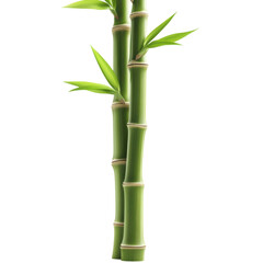 Fototapeta premium Bamboo isolated on transparent background.