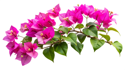 Beautiful display of pink bougainvillea flowers with lush green leaves on transparent background