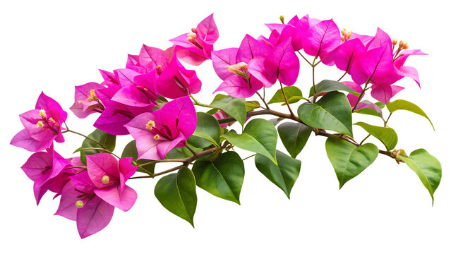 Beautiful display of pink bougainvillea flowers with lush green leaves on transparent background