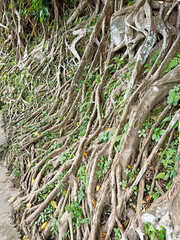 tree roots that spread across the rocks