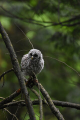 Chouette La Plaine Mai 2025