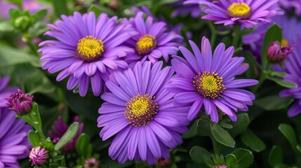 Obraz premium A Vibrant Cluster of Purple Daisies Radiating Sunlight