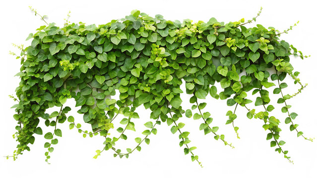 Lush green creeping ivy growing vertically on a light textured surface with leaves PNG