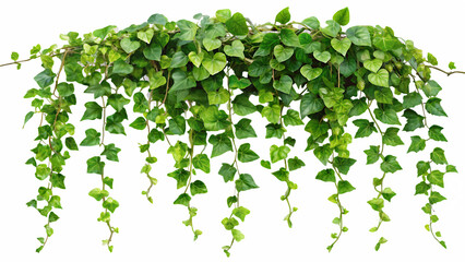 Lush green ivy plant with numerous vibrant leaves on a transparent background