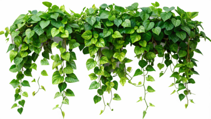 Lush green philodendron plant displaying heart shaped leaves on a transparent background