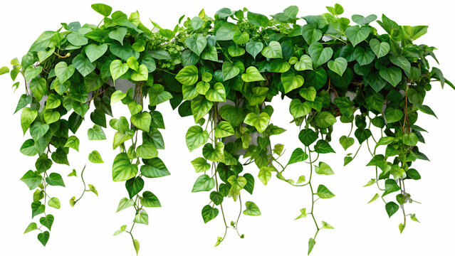 Lush green philodendron plant displaying heart shaped leaves on a transparent background