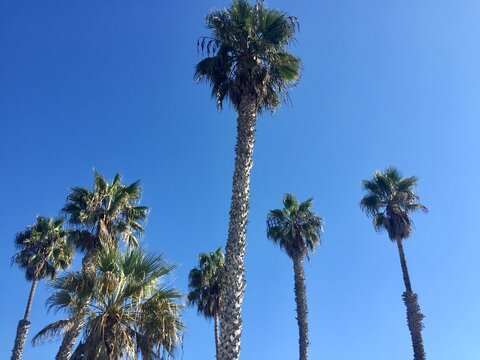 palm trees against blue sky - Powered by Adobe