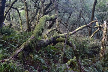 Fototapeta premium moss on trees