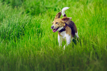 2025-05-30 A SMALL TRI COLORED BEAGLE RUNNING THROUGH TALL GRASS WITH ITS EARS FLAPPING AT THE OFF LEASH DOG AREA AT MARYMOOR PARK IN REDMOND WASHINGTON