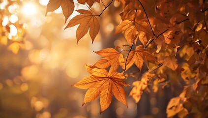 Golden Autumn Leaves in Sunlight