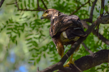 Harris hawk (Parabuteo unicinctus), watching out for prey, seen in Buenos Aires, Argentina