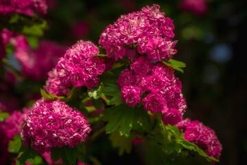 Obraz premium Close-up view of pink blooming hawthorn flowers. Soft lighted.