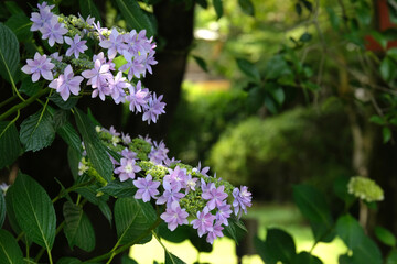 Fototapeta premium 庭に咲く紫陽花
