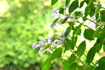 紫陽花の葉