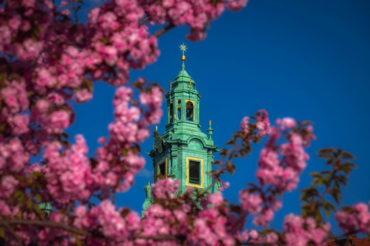 Spring in Krakow - Wawel Castle Tower in cherry flowers (sakura), Krakow, Poland