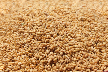 稲の種を蒔く前の種籾