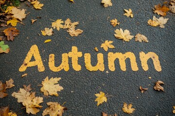 Yellow autumn leaves arranged around wooden letters with the inscription autumn on a black background. 
