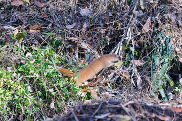 葦原を走る
可愛いニホンイタチ（イタチ科）
英名学名：Japanese weasel...