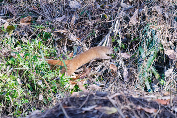 葦原を走る
可愛いニホンイタチ（イタチ科）
英名学名：Japanese weasel...