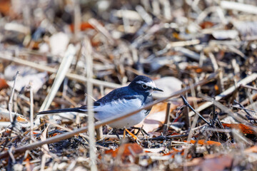 餌を探す綺麗なセグロセキレイ（セキレイ科）
英名学名：Japanese Pied Wagtail (Motacilla grandis,
family of wagtails)
埼玉県北本市、北本自然観察公園 2025
