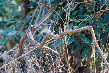羽ばたき飛び立つ
幸せの青い鳥、可愛いルリビタキ（ヒタキ科）
英名学名：Red flanked Bluetail (Tarsiger cyanurus)
埼玉県北本市、北本自然観察公園 2025
