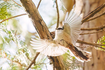 飛び回る可愛いエナガ（エナガ科）の群れ
英名学名：long tailed tit...