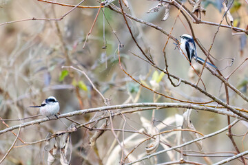 飛び回る可愛いエナガ（エナガ科）の群れ
英名学名：long tailed tit...