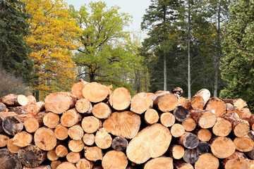 Stacked cut firewood near trees outdoors. Deforestation