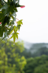 雨のカエデ