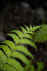 雨上がりのシダ