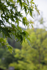 雨のカエデ