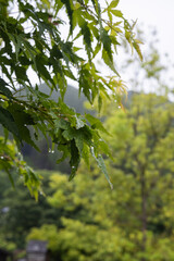 雨のカエデ