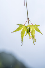 雨上がりのカエデの木の葉