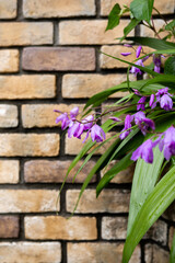 雨に濡れた紫蘭