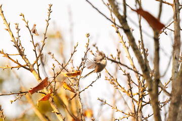 飛び回る可愛いエナガ（エナガ科）の群れ
英名学名：long tailed tit (Aegithalos caudatus)
埼玉県北本市、北本自然観察公園 2025

