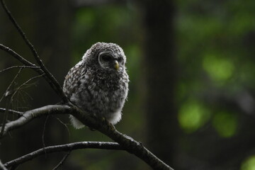 Chouette La Plaine Mai 2025
