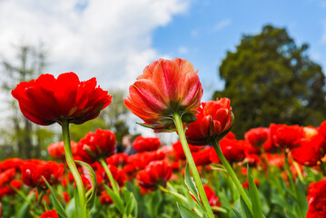 Obraz premium Red and orange Gudoshnik Double tulips reaching up toward a blue sky with white clouds, viewed from below in spring sunlight.