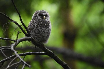 Chouette La Plaine Mai 2025