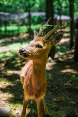 Vertical portrait of a European roe deer looking sideways in a forest in Shkotovo, Primorsky Krai, Russian Far East, surrounded by natural greenery.