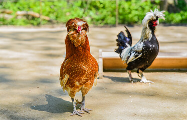 Brown Paduan chicken standing in front of a Houdan chicken in a farmyard setting on a sunny day, both with distinctive crests and feathers.