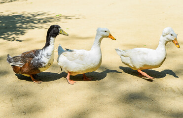 Three ducks walk on sandy ground in sunlight, including two white Pekin Crested ducks and one Rouen...