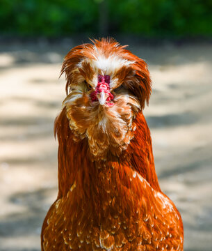 Portrait of a Paduan chicken with a fluffy crest and reddish plumage, standing outdoors in bright sunlight.