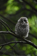 Chouette La Plaine Mai 2025