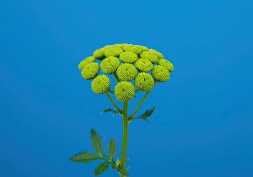 Close up of green santini flower on blue background floral photography botanical nature macro flower head
