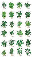 Capturing Memories of Lush Indoor Greenery: Houseplants and Botanical Art in Vibrant Decorative Pots