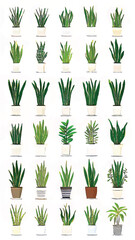 Serene Indoor Greenery: Vibrant Houseplants and Succulents in Eco-Friendly Contemporary Home Decor