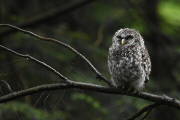 Chouette La Plaine Mai 2025