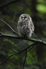 Chouette La Plaine Mai 2025